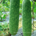 Green flesh skin agriculture vegetable F1 wax gourd winter gourd seeds